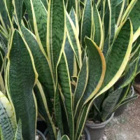 فروش گلهای آپارتمانی