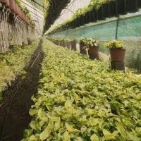 ۳۵۰۰متر زمین با ۱۱۰متر ویلا و۲۲۰۰متر گلخانه|فروش خانه و ویلا|سلمان‌شهر, |دیوار