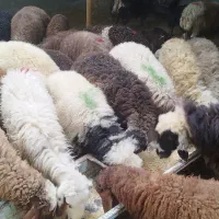 فروش گوسفند و بز مخصوصا  قوچ برای تخمی گله|حیوانات مزرعه|دماوند, دماوند|دیوار