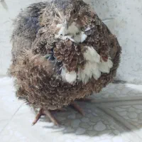 دسته بازی   فروش انواع بل دردچ ی ن معمولی و زینتی