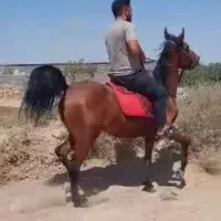 مادیان کرد بسیار پر خون
