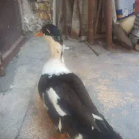 اردک نر
