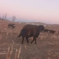 قوچ‌قزل‌افشار|حیوانات مزرعه|فریدونشهر, |دیوار