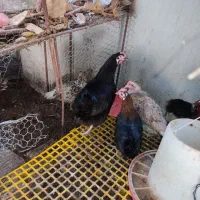 خروس دورگ چابهاری و مرغ سیاه بزرگ