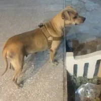 سگ  امریکن پیت بول|سگ|تهران, پیکان شهر|دیوار