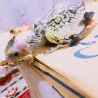 جوجه عروس هلندی نر|پرنده|خاش, |دیوار