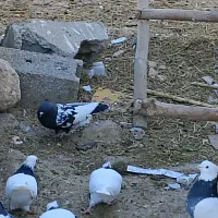 کبوتر سرته قزوینی