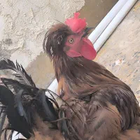 خروس|حیوانات مزرعه|مسجد سلیمان, |دیوار