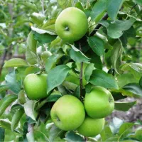 نوشیدنی آبمیوه ۱۰۰٪ طبیعی سیب چابهار