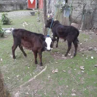 لیشه گاو گوساله ورزاخوشکل عروسک چالوسی