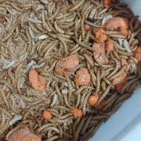 کرم میلورم|لوازم جانبی حیوانات|سبزوار, جهاد کشاورزی|دیوار