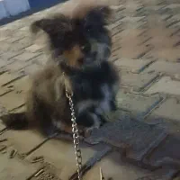 فروش حیوانات