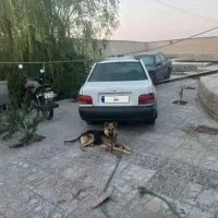 پرایددوگانه انزکتور۸۳