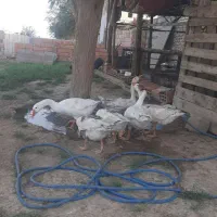 ۵عددغاز بالغ
