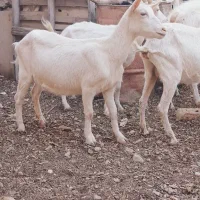 بز سانن اصیل|حیوانات مزرعه|خرمدره, |دیوار