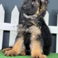 فروش سگ ژرمن شپرد شولاین محافظ|سگ|اصفهان, جلفا|دیوار