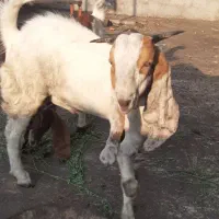 یک عدد پازن پاکستانی