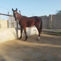 فروش کره نریون عرب خالص با خط خونی کورسی