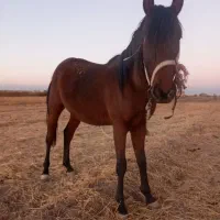 اسب|اسب و تجهیزات اسب‌سواری|دشتابی, |دیوار