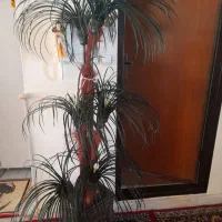 درختچه نخل مصنوعی|گل مصنوعی|مراغه, |دیوار