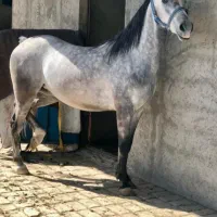 نیازمند کارگر با خانواده در خانه باغ و گوسفندداری