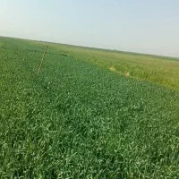 زمین کشاورزی