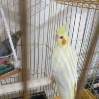 طوطی عروس هلندی لوتینو دستی رام جنسیت نر سخنگو