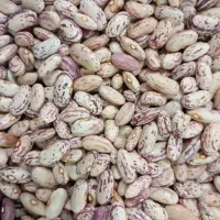 لوبیا چیتی