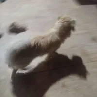 سگ خانگی|سگ|بازرگان, |دیوار