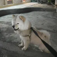 سگ نژاد چاو چاو فوروی فروش