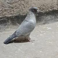 نقره ای دم سفید طوقی