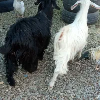 بزغاله .نهبندان