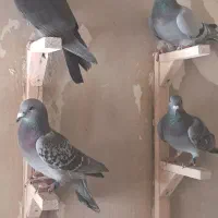 سبز پلاکی ماده