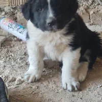 توله سگ قدرجونی چنبری درشت فی 4