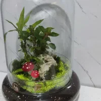 تراریوم تزیینی شیک تک به قیمت عمده|گل و گیاه طبیعی|شیراز, شهرک ولیعصر|دیوار