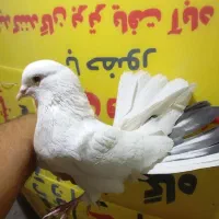 کبوتر پرشی غریب|پرنده|کوهدشت, |دیوار