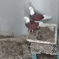 یک جفت ابلاغ طوقلی قرمز پرواز بلند