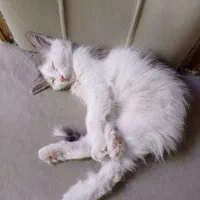 واگذاری گربه|گربه|تهران, صاحب الزمان|دیوار