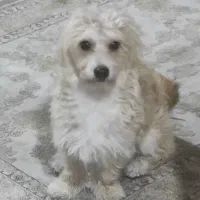 واگذاری سگ اشپیتز