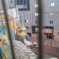 عروس هلندی