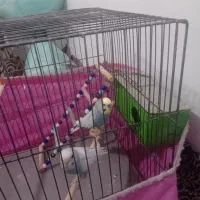 مرغ عشق مولد|پرنده|قم, ولیعصر|دیوار