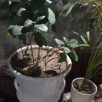 گل اپارتمانی|گل و گیاه طبیعی|قشم, |دیوار