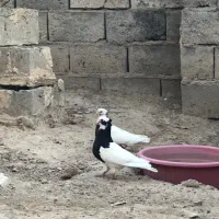 طوقی