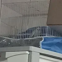 عروس هلندی ماده دستی|پرنده|مشهد, شهید آوینی|دیوار