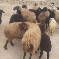 میش وبره|حیوانات مزرعه|اراک, |دیوار