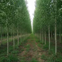 فروش باچک نهال صنوبر، گردو و پرتقال انار در گیلان|گل و گیاه طبیعی|رشت, منظریه|دیوار