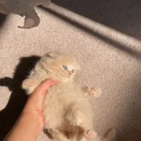 پرشین و اسکاتیش|گربه|شیراز, حافظیه|دیوار