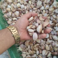 سیر حبه شده مغان