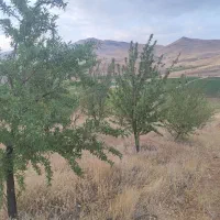 باغ بادام جاده بانه