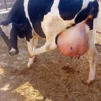 گاو شیری شکم